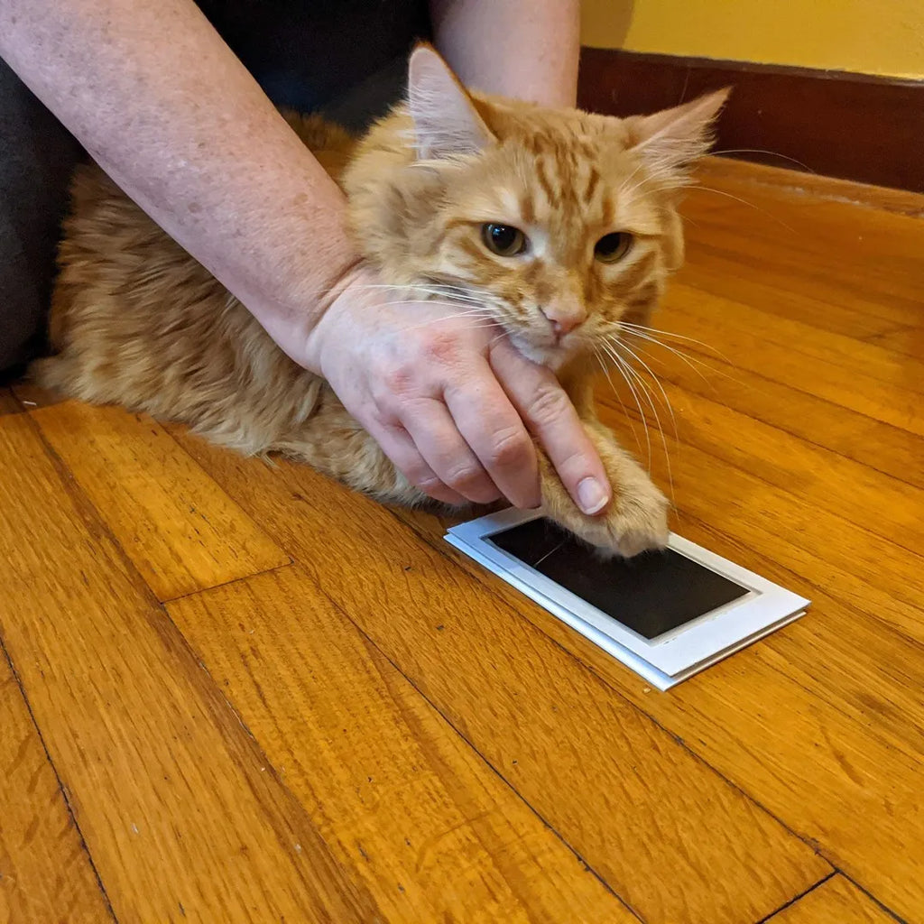 Pawprint Impression Making Kit