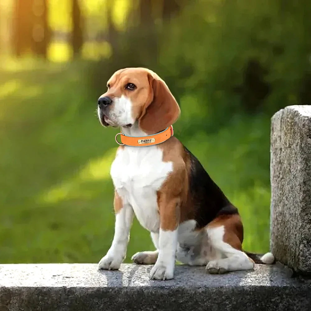 Personalized Leather Dog Collar