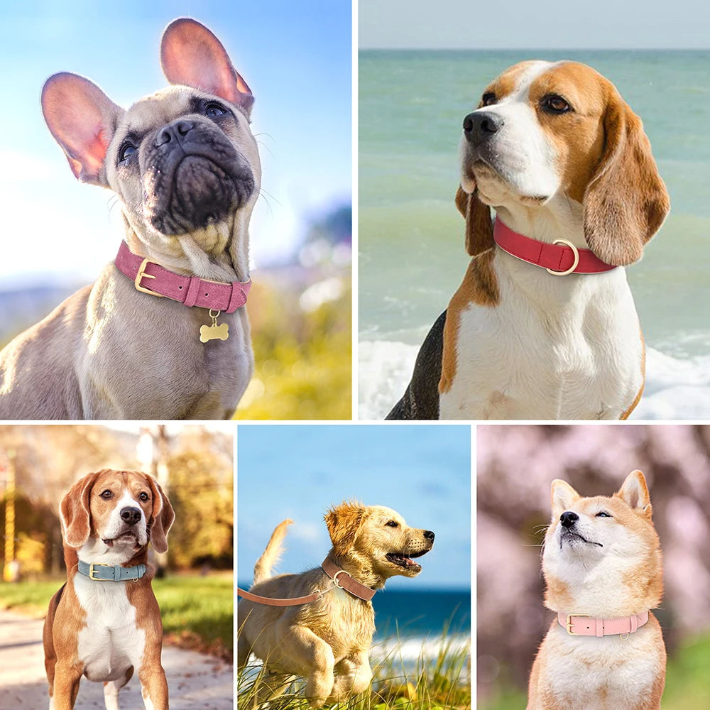 Dog Collar And Leash Set