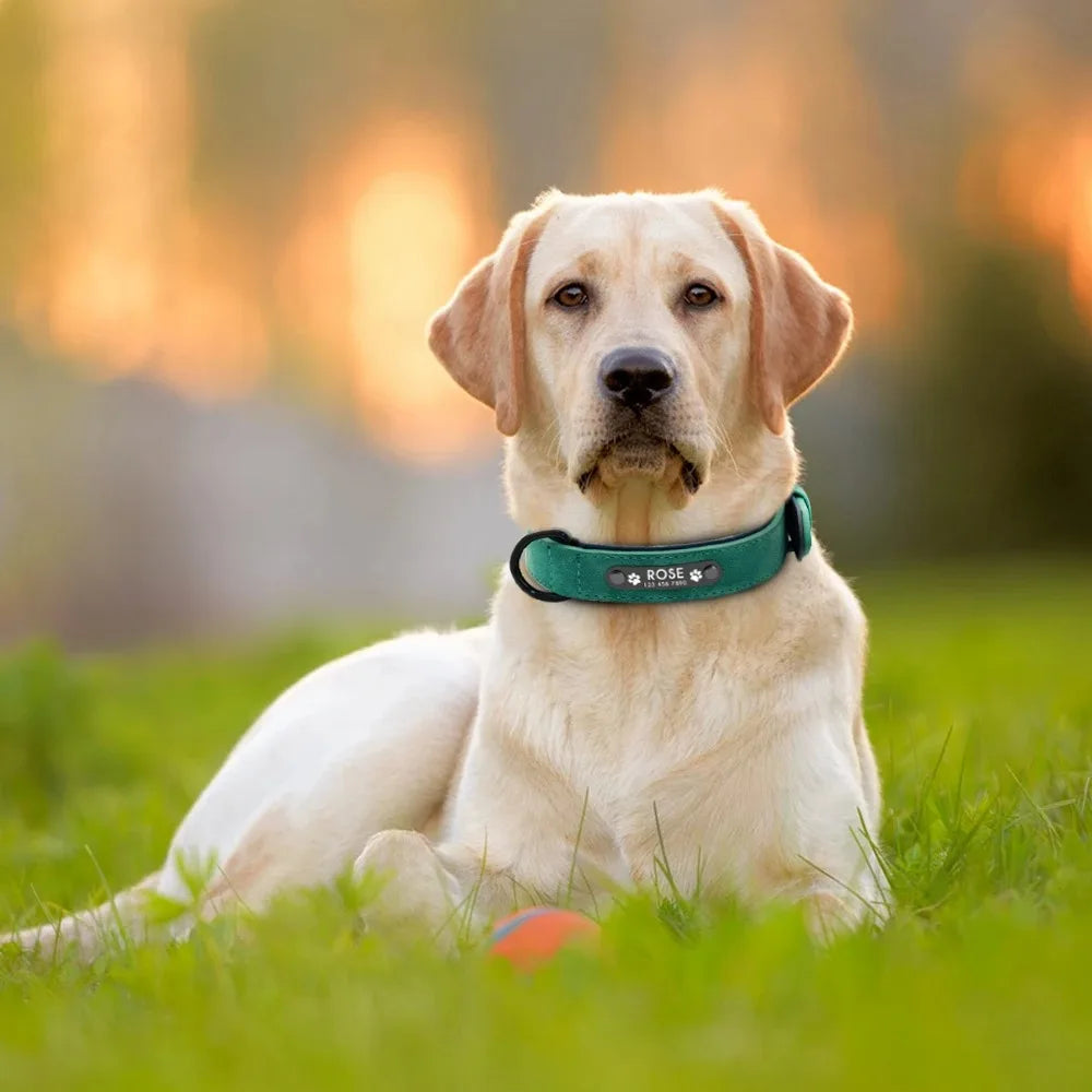 Custom Personalized Dog Collars